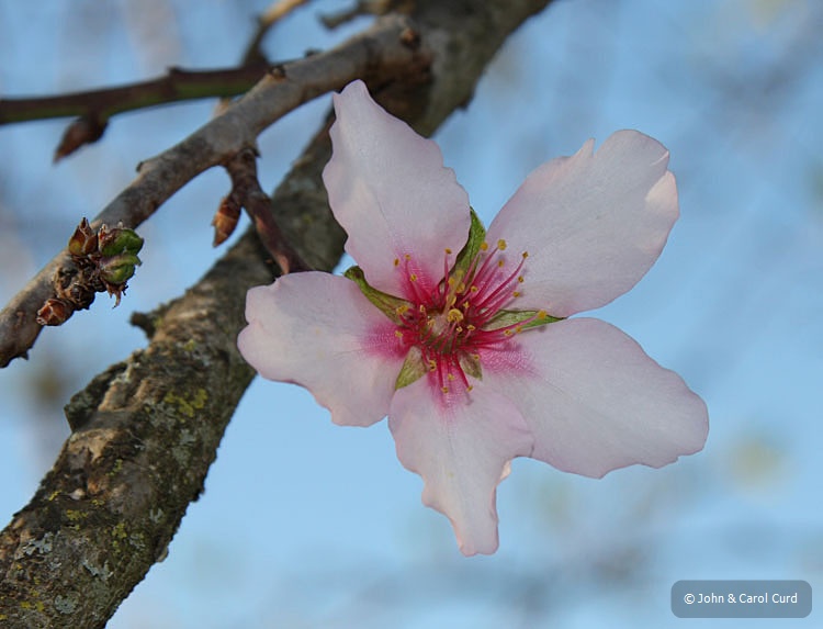 Almond_Blossom.JPG